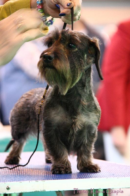 Crufts2011_2 1595.jpg